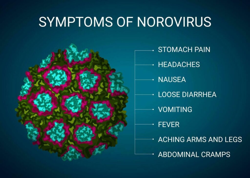 norovirus symptoms illustration medical infographic vector