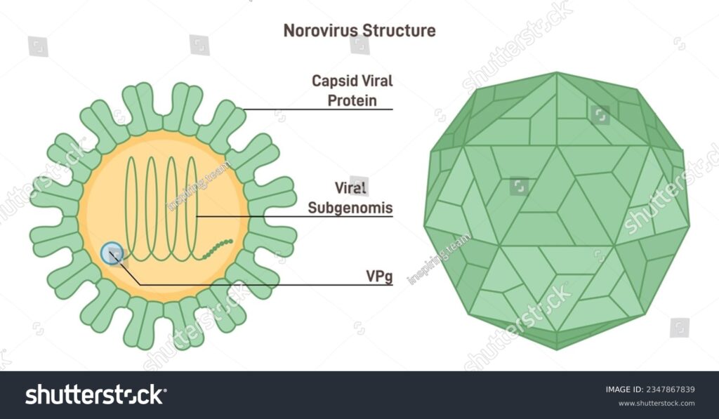 stock vector norovirus strucutre microscopic model of winter vomiting disease pathogen gastroenteritis 2347867839